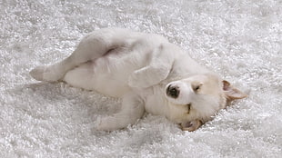 polar bear lying on white surface